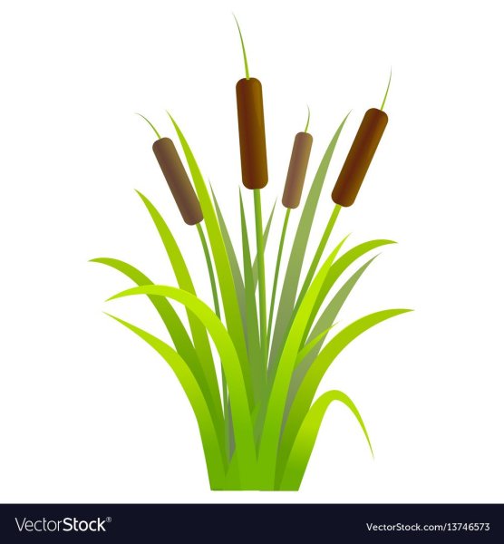 Тростник Графика