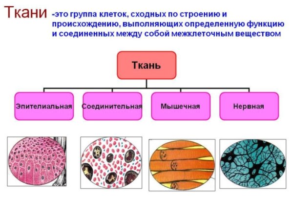 Основные типы тканей в организме человека