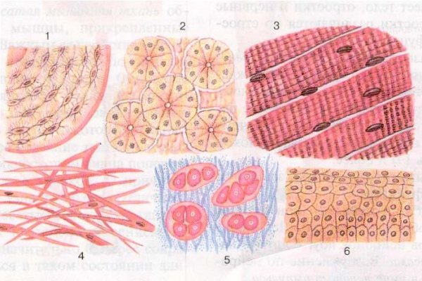 Ткани человека биология 8
