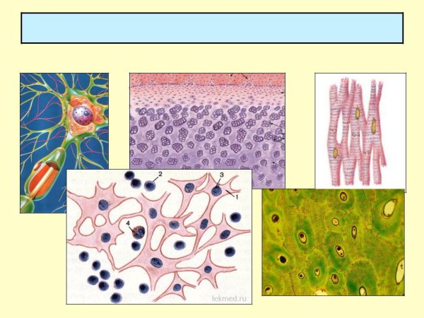 Ткани организма