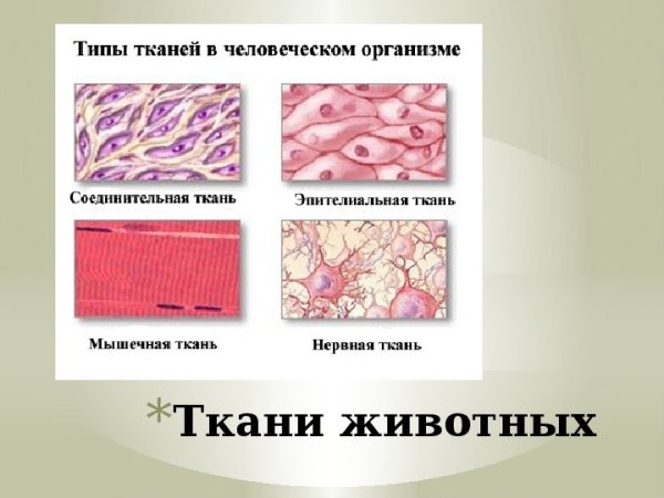 Ткани животных эпителиальная и соединительная