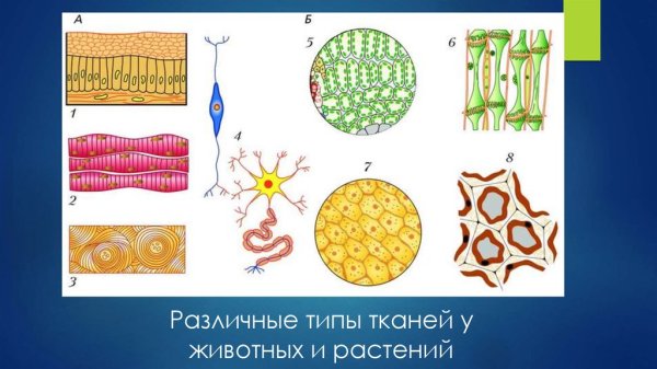 Ткани животных