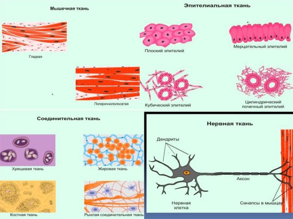 Ткани эпителиальная соединительная мышечная нервная рисунки