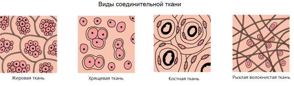 Соединительная ткань рисунок биология