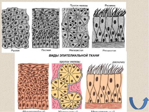 Виды эпителиальной ткани человека