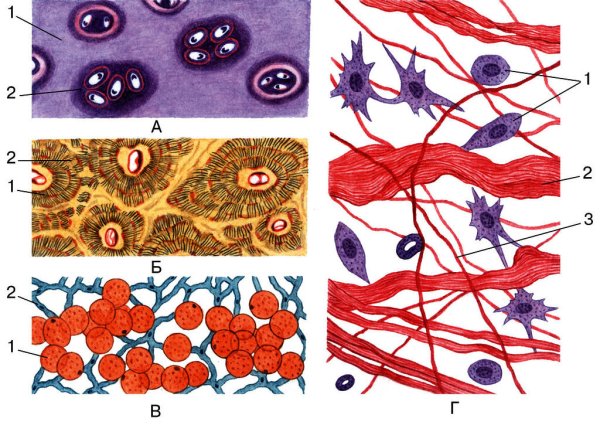 Соединительная ткань анатомия