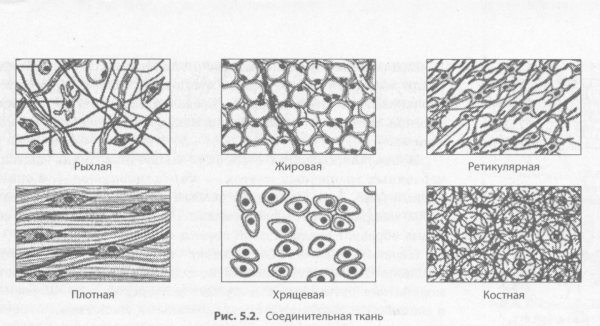 Соединительная ткань человека рисунок