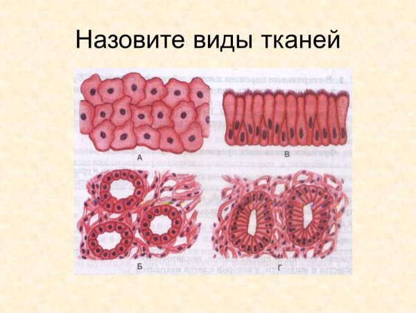 Ткани человека 8 класс биология