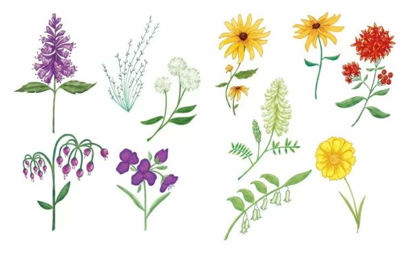 Полевые травы