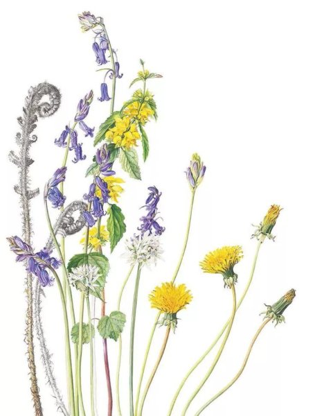 Рисование полевых цветов