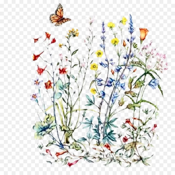 Иллюстрации полевых цветов