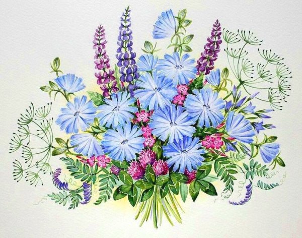 Полевые цветы цветными карандашами
