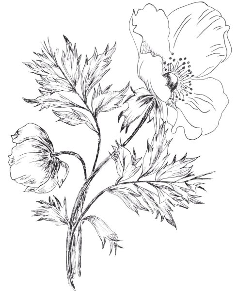 Пион тонколистный рисунок