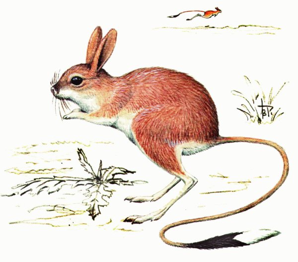 Большой тушканчик красная книга Новосибирской области