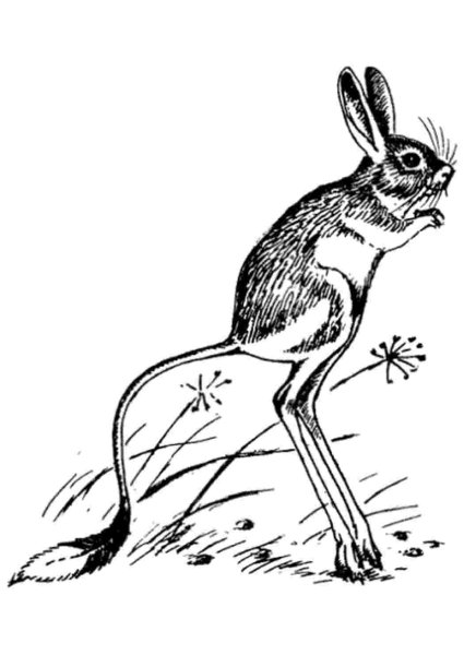 Большой тушканчик раскраска