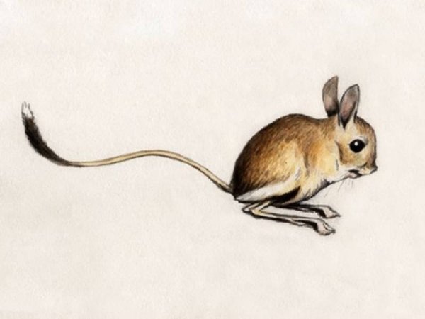 Тушканчик Тарбаганчик