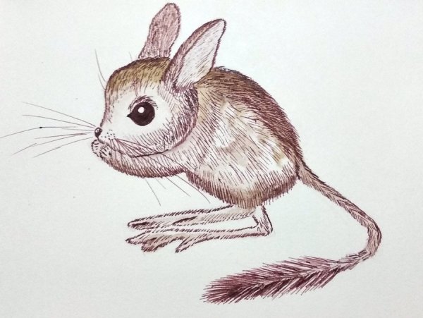 Тушканчик для детей