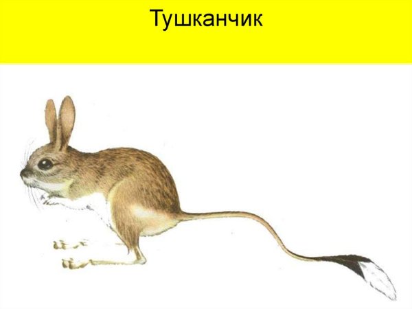 Тушканчик фото