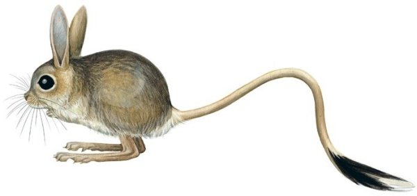 Тушканчик для детей