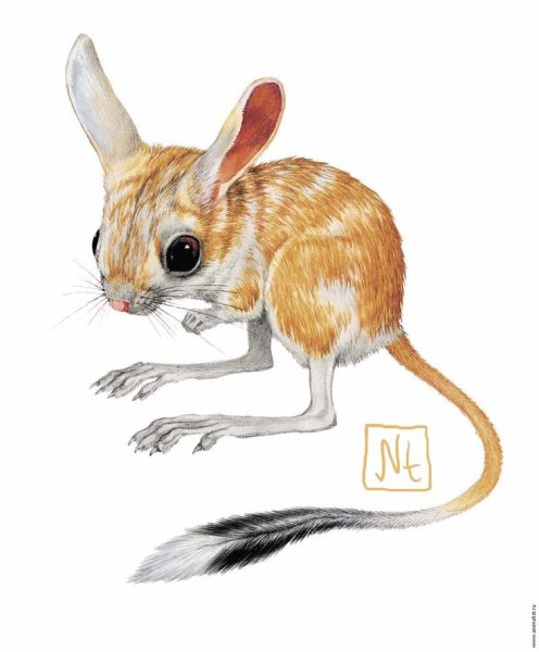 Тушканчик для детей