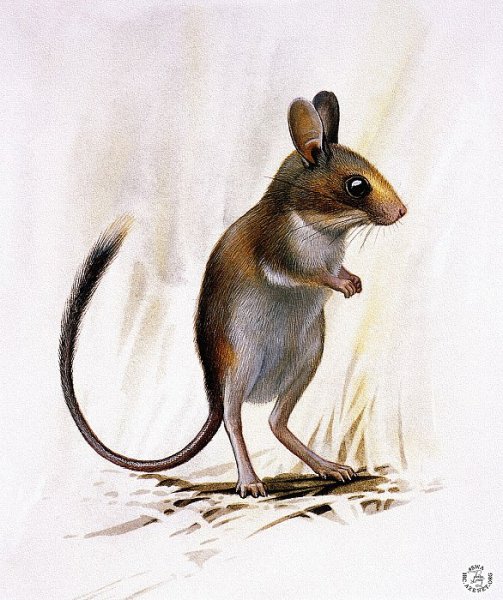 Мышь тушканчик
