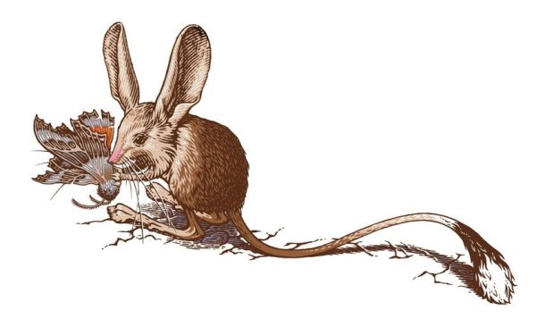 Тушканчик арт