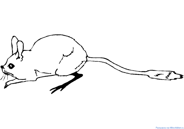 Тушканчик раскраска