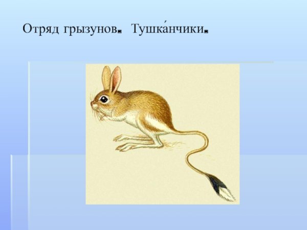 Большой тушканчик красная книга Челябинской области