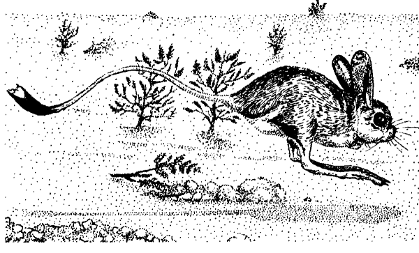 Земляной заяц