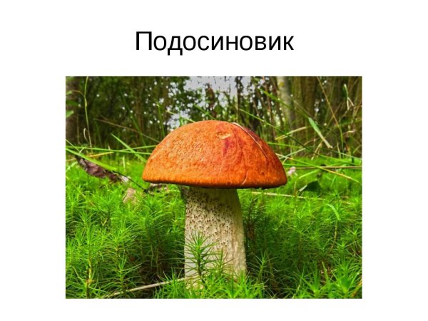 Дубовик шляпочный гриб