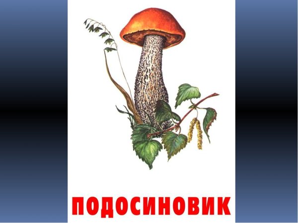 Подосиновик гриб hfcrhfcrfдля детей