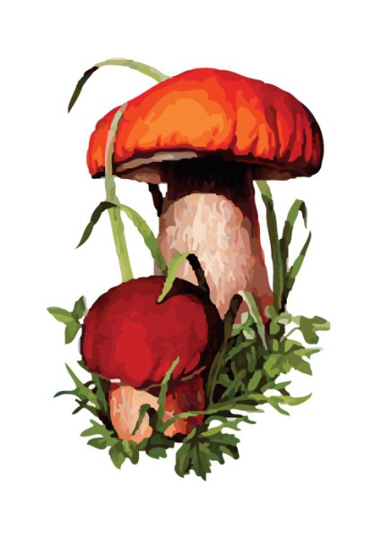 Подосиновик схема гриба