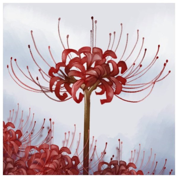 Хиганбана ликорис