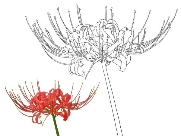 Хиганбана ликорис тату