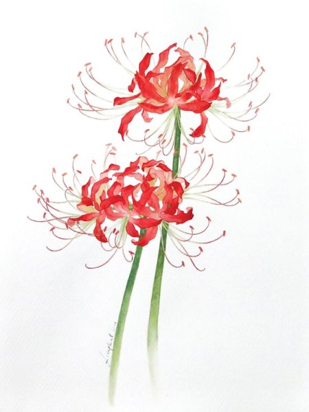 Хиганбана Паучья Лилия тату