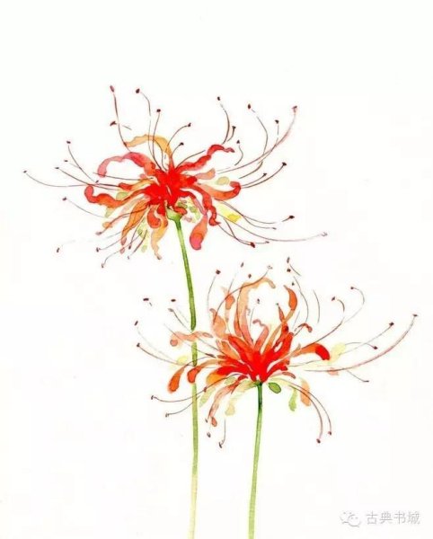 Хиганбана ликорис тату