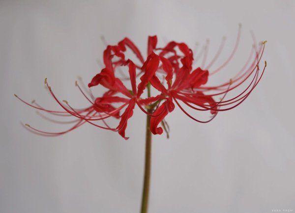 Хиганбана ликорис акварель