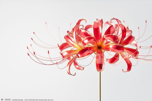 Ликорис скетч