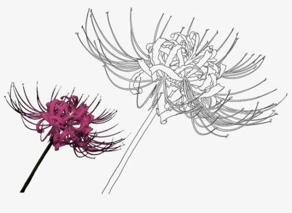 Хиганбана ликорис тату