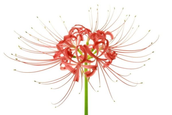 Ликорис цветок смерти