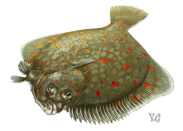 Каббала рыба