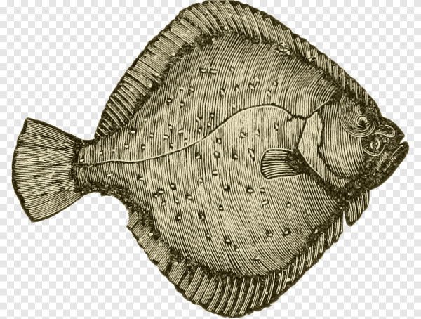 Flounder рыба камбала