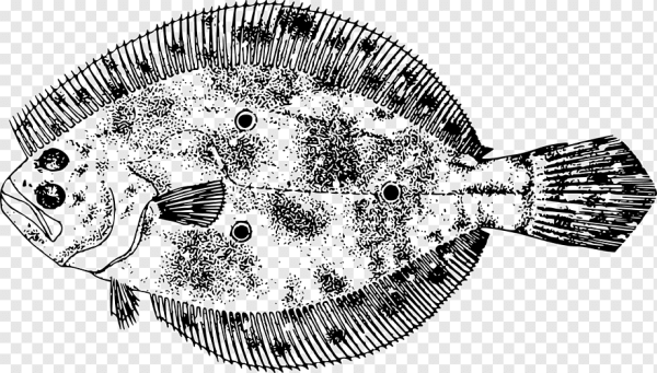 Рыба камбала