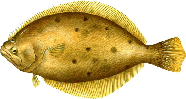 Flounder рыба