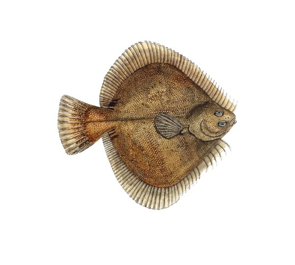 Камбала Песчаная