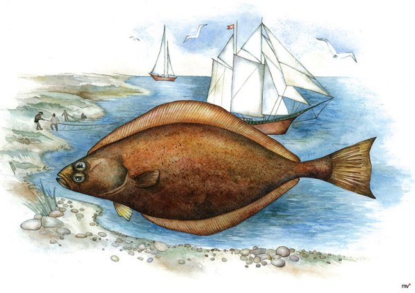 Камбала для детей