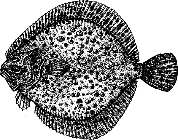 Рыба камбала
