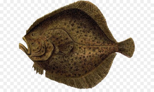 Flounder рыба камбала