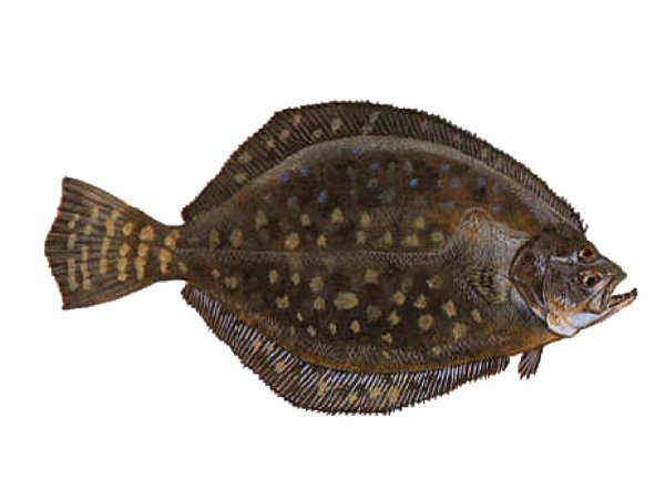 Желтохвостая камбала