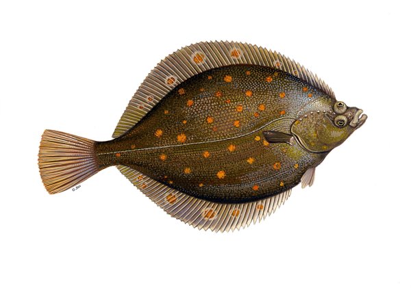 Остроголовая камбала